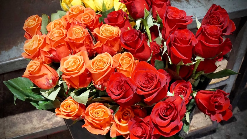 A bucket of orange, yellow and red roses from Ecuador, imported into Australia.