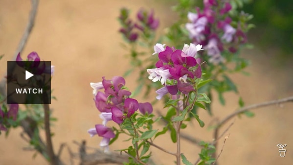 Pink flowers growing on a bush. Has Video.