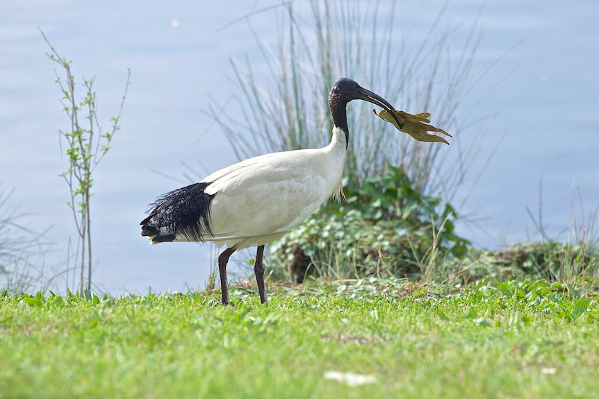 Ibis collecting nesting material