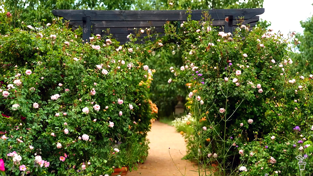 Hartley High Life Hartley High Life