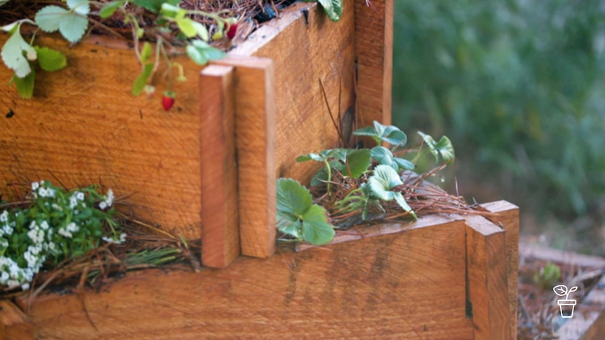 Stacked timber planter boxes filled with strawberry plants