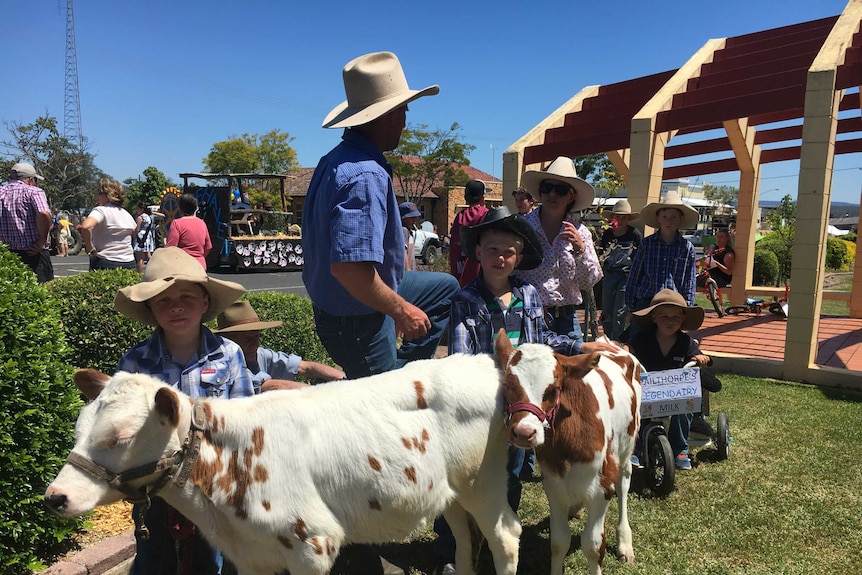 Monto dairy festival calves