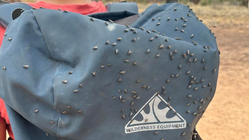 A bag covered in flies.