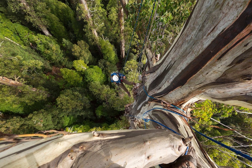 Man climbing a eucalyptus regnans