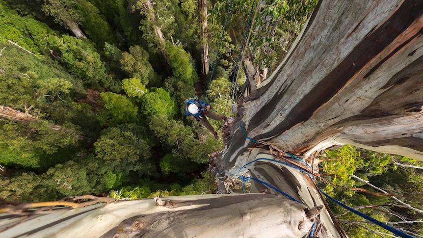Man climbing a eucalyptus regnans