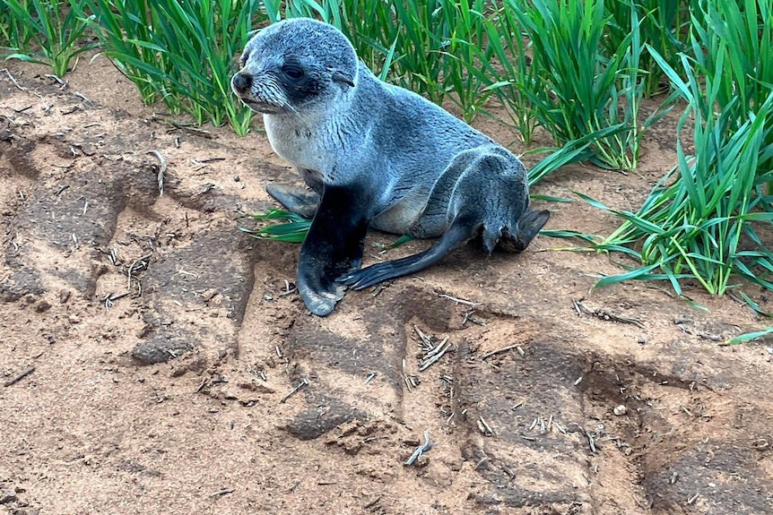 A baby seal sitting near green wheat crops