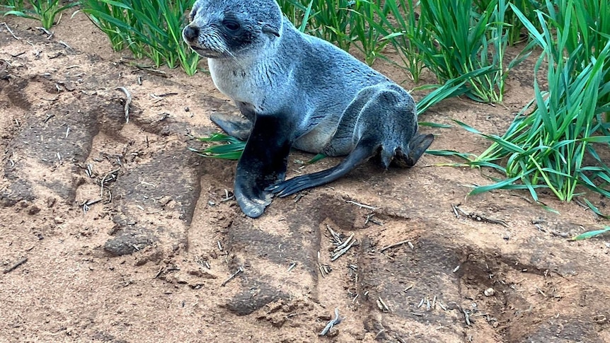 A baby seal sitting near green wheat crops