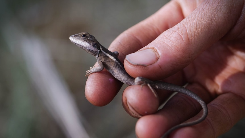 Small lizard, the little dragon, held by a man's fingers
