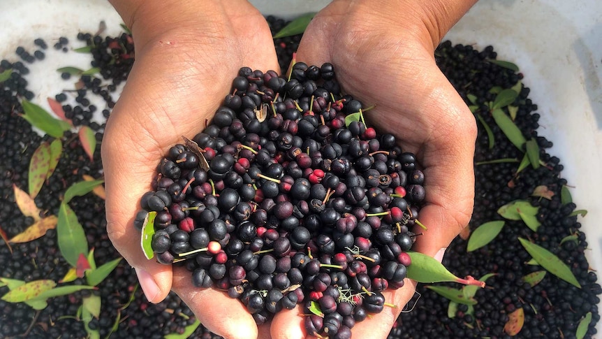 Pepper berries are held in a person's hands.