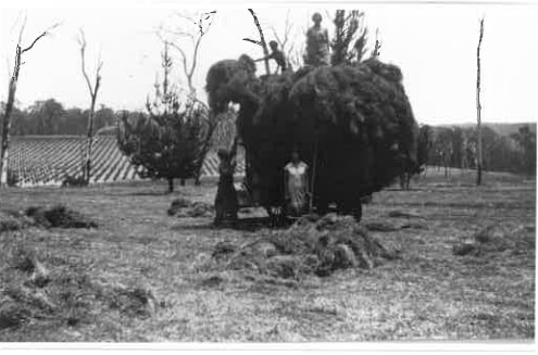 A black and white photo of two children standing next to a cart loaded with hay and two children on top of the hay.