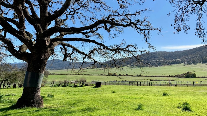 An old tree, with green hills stretching beyond.