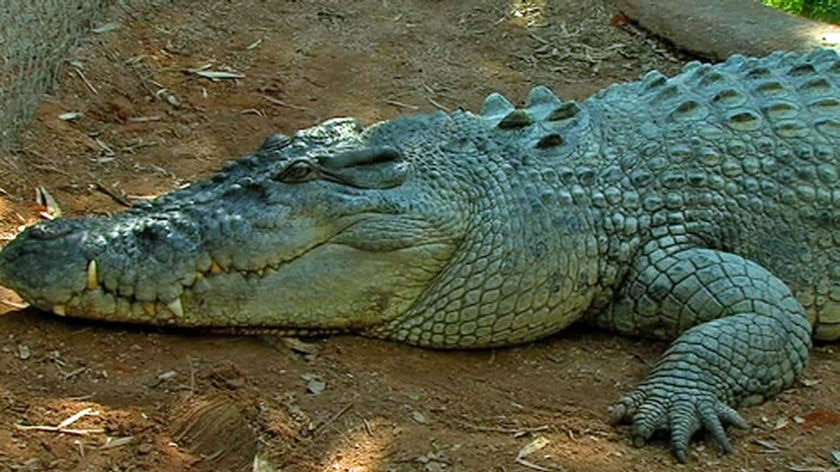 Drunk man survives croc attack