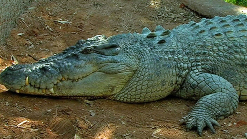 A saltwater crocodile