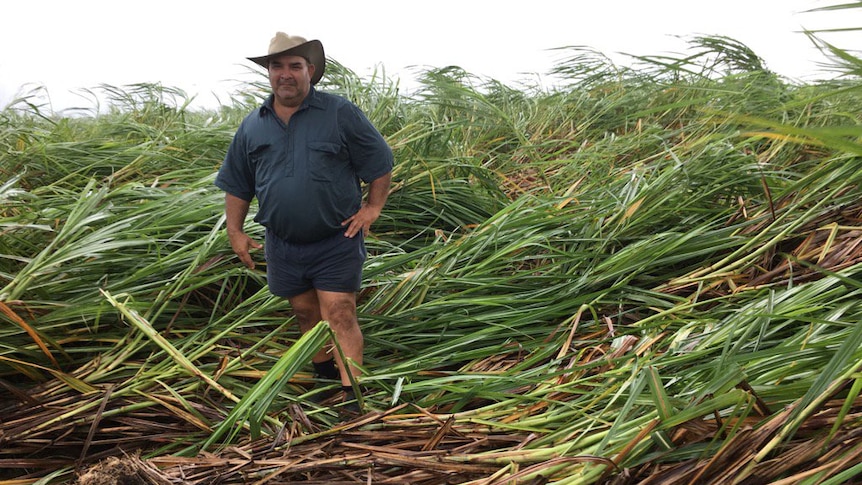 A farmer in a flattened cane field