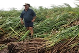 A farmer in a flattened cane field