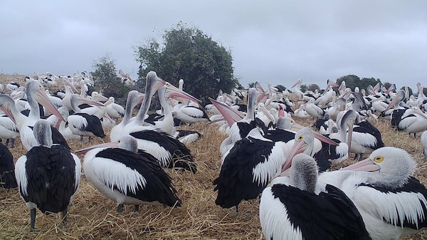 A group of pelicans gathered close together with a tree in the background