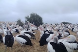 A group of pelicans gathered close together with a tree in the background