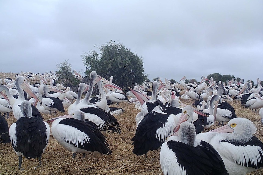 A group of pelicans gathered close together with a tree in the background