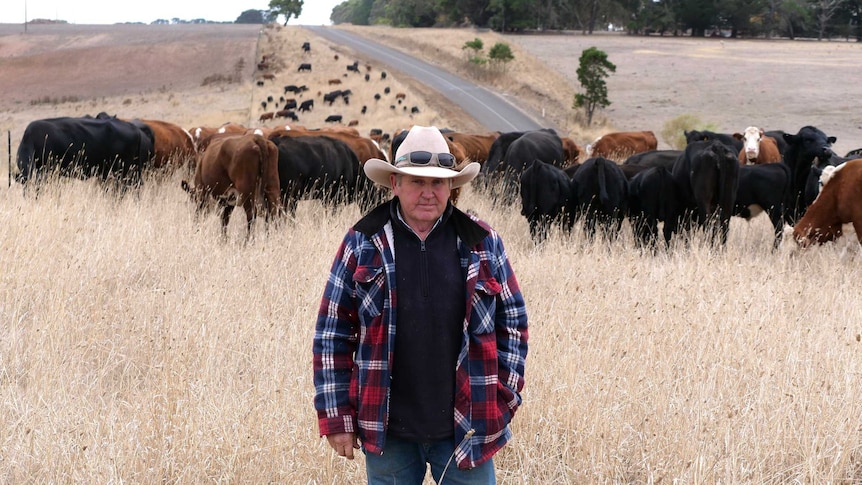 Drover standing in front of cattle