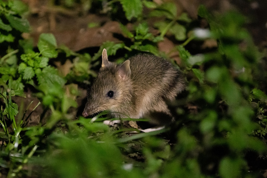 A bandicoot with a long nose sits in green undergrowth at night.