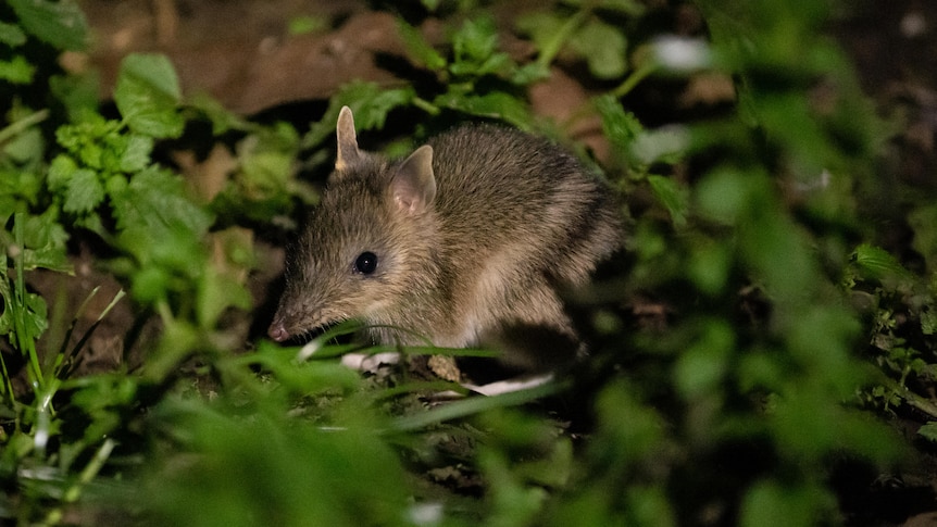 A bandicoot with a long nose sits in green undergrowth at night.