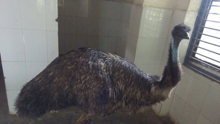 The emu standing in the animal refuge
