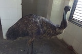 The emu standing in the animal refuge