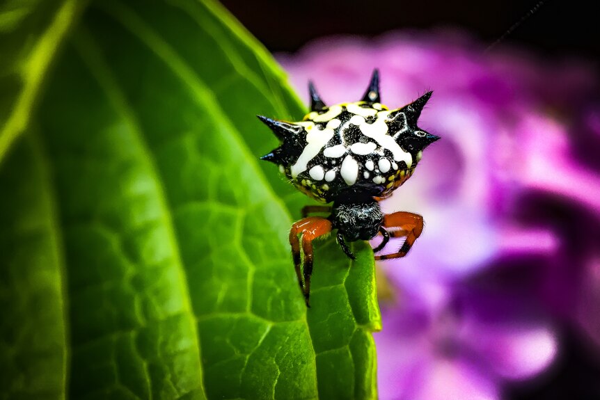 A colourful spider on a leaf