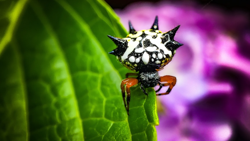 A colourful spider on a leaf