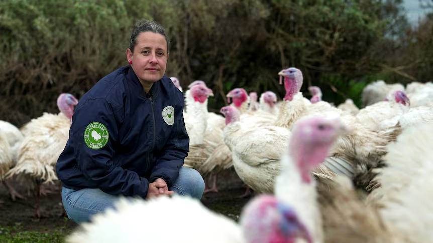 Poultry farmer nervous as Christmas turkeys face bird flu threat