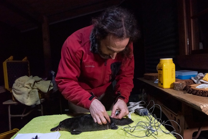 A man in a red shirt with long hair attaching cords to a platypus 