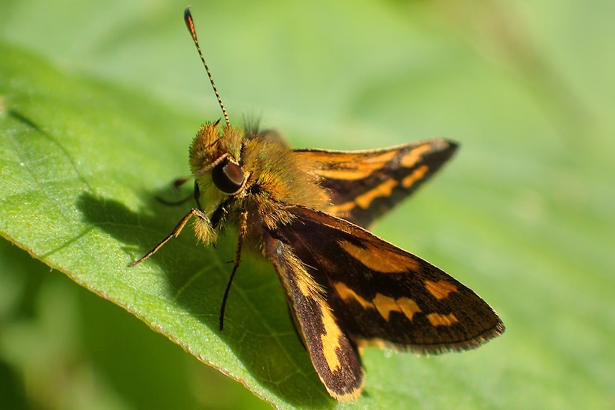 A close-up of a black and orange butterfly sitting on a leaf.
