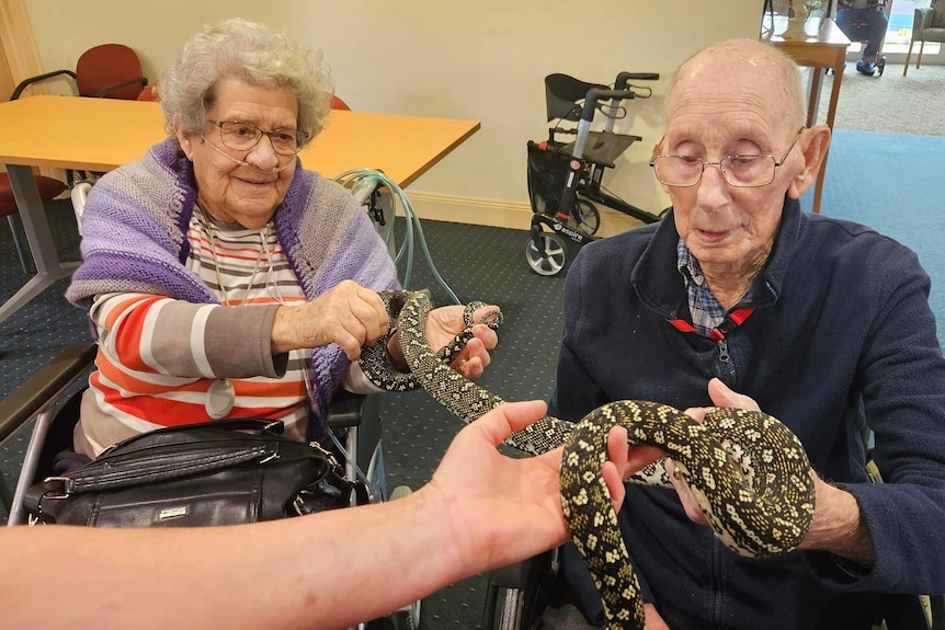 aged care residents pat a python