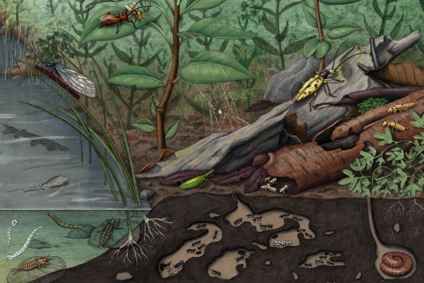 cartoon of miocene rainforest with insects and animals below and above water