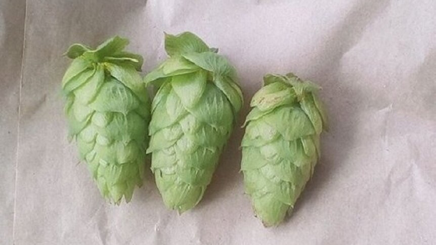 Three hops buds on a white piece of paper