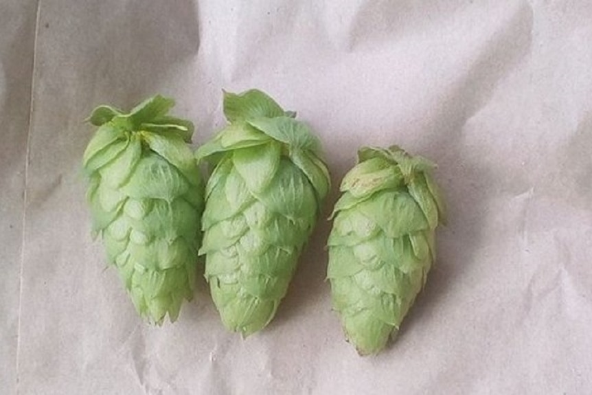 Three hops cones on a white piece of paper.