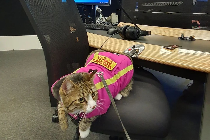 A cat sitting on a chair wearing a pink coat that says "assistance animal". 
