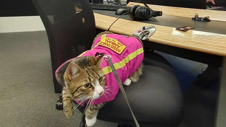 A cat sitting on a chair wearing a pink coat that says "assistance animal". 