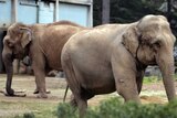 Baby and Nepal, two elephants suffering from tuberculosis, stand in their enclosure.