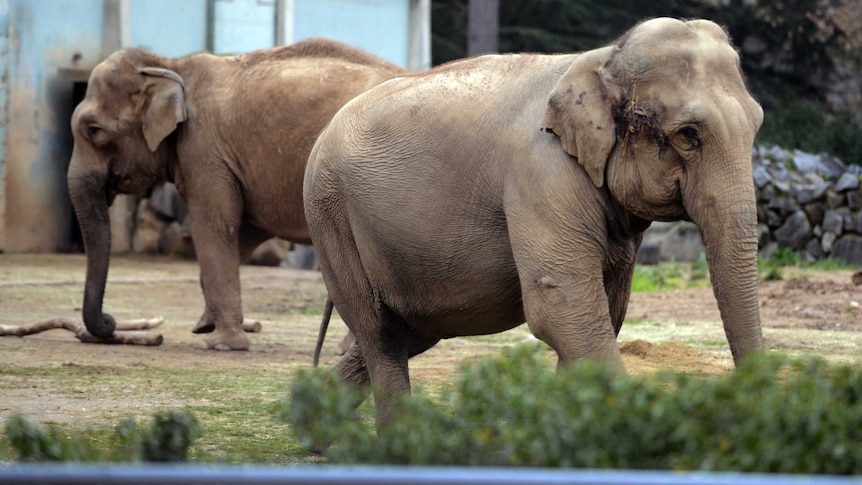 Baby and Nepal, two elephants suffering from tuberculosis, stand in their enclosure.
