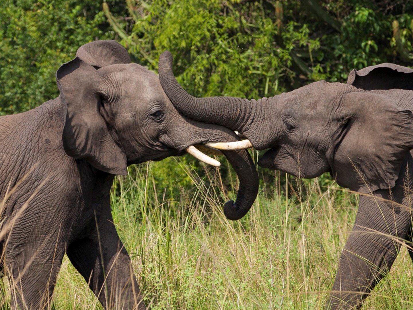 Elephants are rapidly evolving without tusks to escape ivory poachers