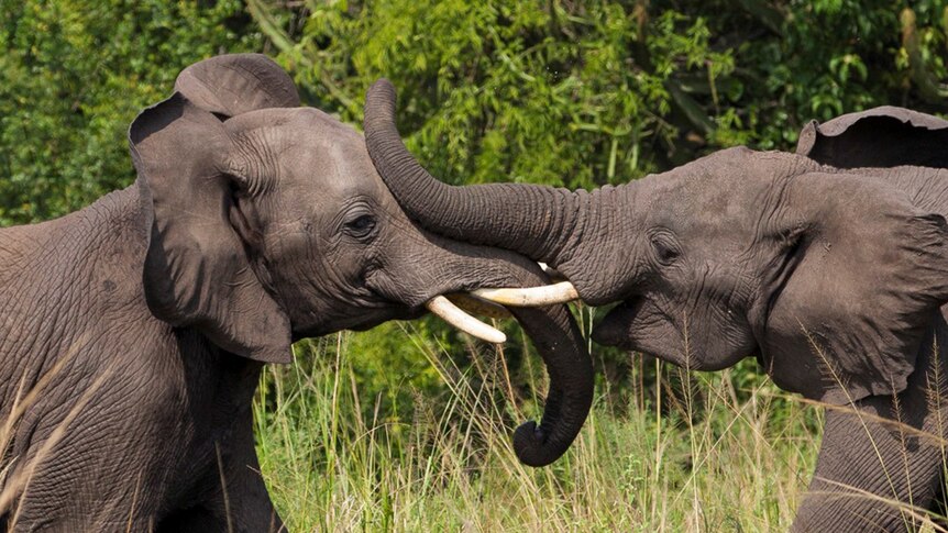 Elephants touching tusks