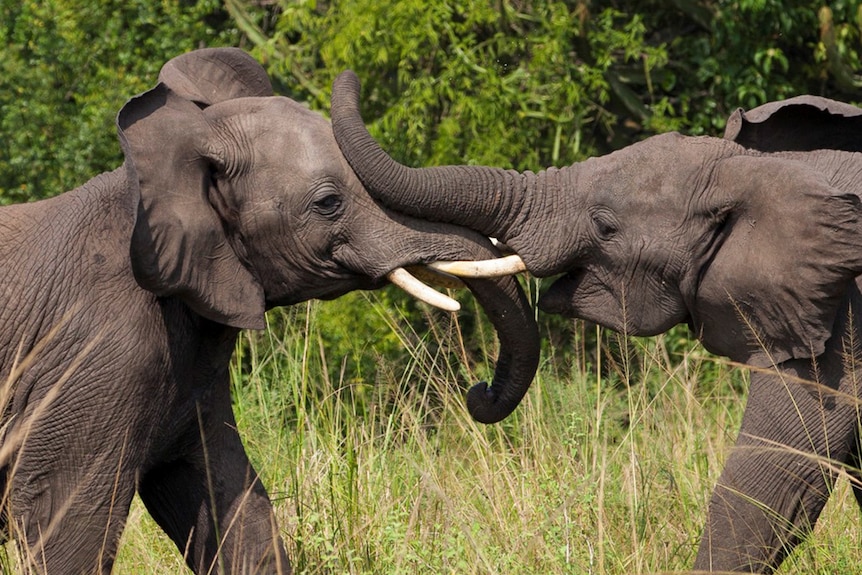 Elephants touching tusks