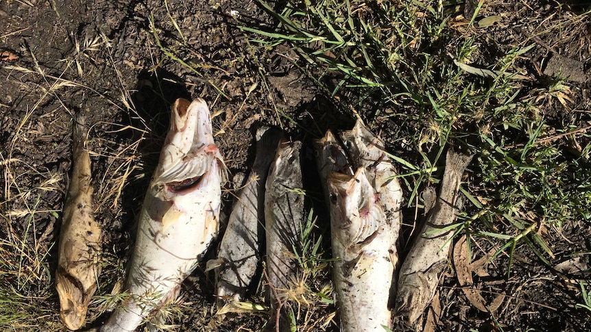These dead fish have been pulled out of the Wakool River.