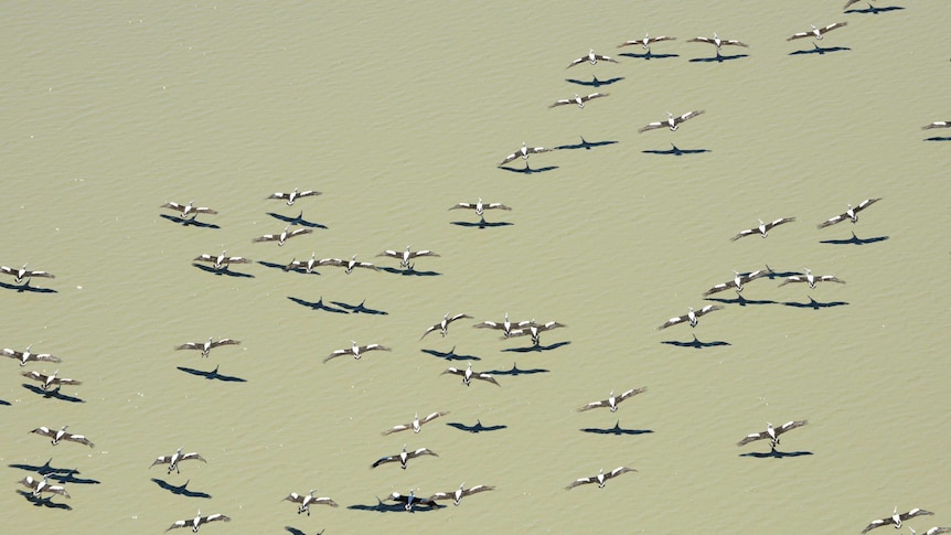 Australian waterbirds