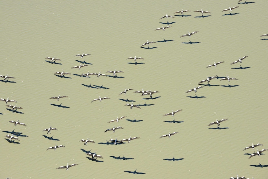 Australian waterbirds