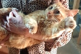 An orange cat held in an elderly woman's arms.