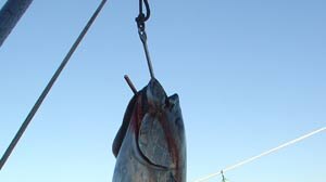 Japan is the world's biggest tuna consumer, eating one quarter of the global catch.