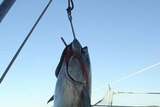 Japan is the world's biggest tuna consumer, eating one quarter of the global catch.
