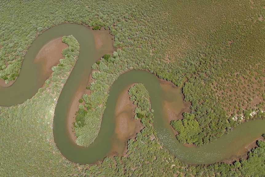 Aerial view of a lush green mangrove trees around green snaking estuary running from left to right side of image.